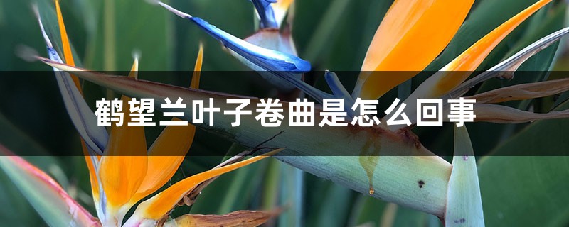 鹤望兰叶子卷曲是怎么回事 鹤望兰叶子卷曲是怎么回事