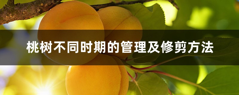 桃树不同时期的管理及修剪方法 桃树不同时期的管理及修剪方法