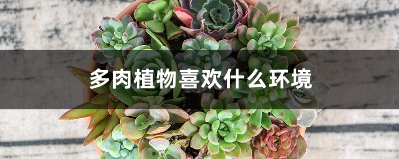 多肉植物喜欢什么环境 多肉植物喜欢什么环境