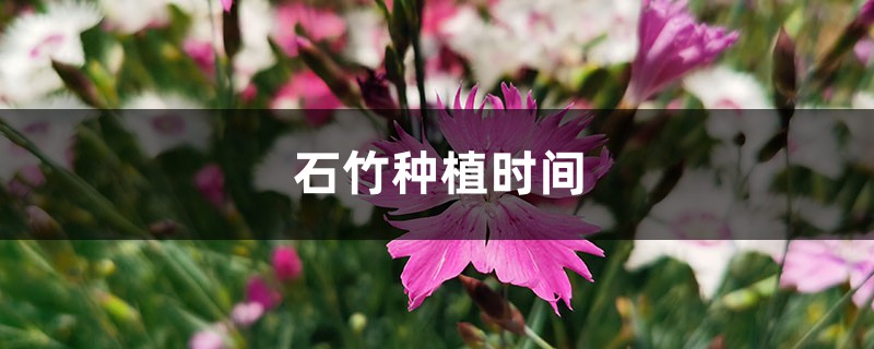 石竹种植时间 石竹种植时间