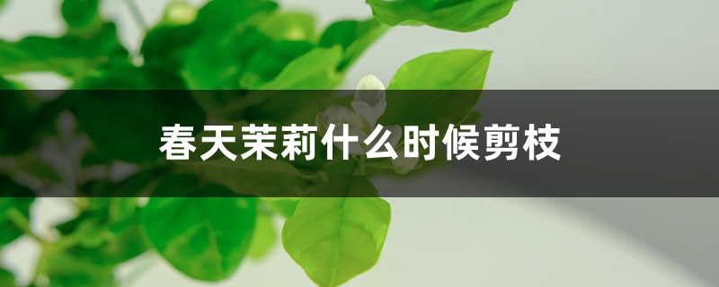 春天茉莉什么时候剪枝 春天茉莉什么时候剪枝