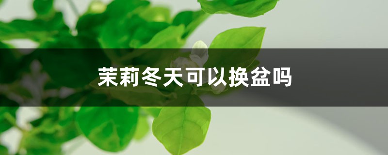 茉莉冬天可以换盆吗 茉莉冬天可以换盆吗