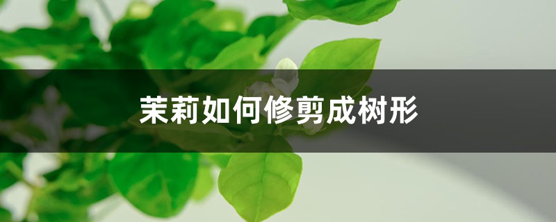 茉莉如何修剪成树形 茉莉如何修剪成树形