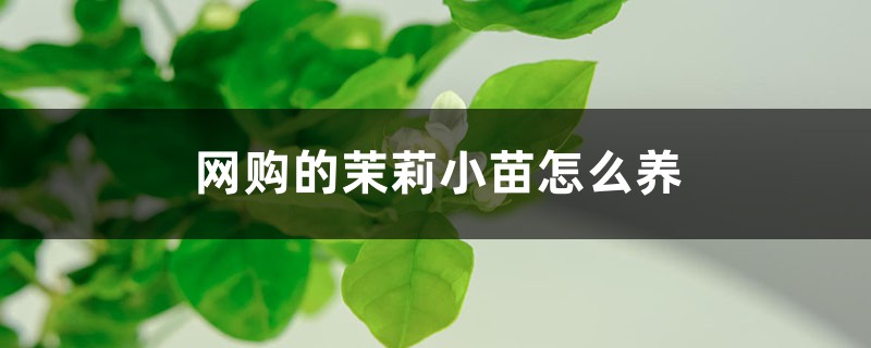 网购的茉莉小苗怎么养 网购的茉莉小苗怎么养