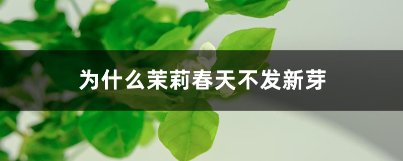 为什么茉莉春天不发新芽 为什么茉莉春天不发新芽