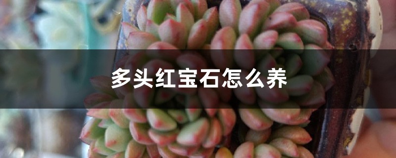 多头红宝石怎么养 多头红宝石怎么养