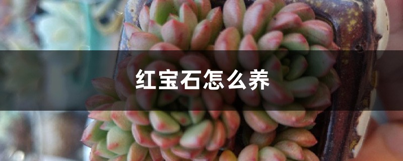 红宝石怎么养 红宝石怎么养