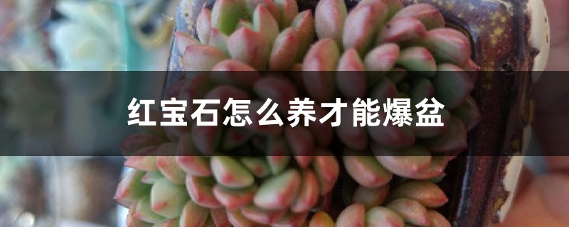 红宝石怎么养才能爆盆 红宝石怎么养才能爆盆