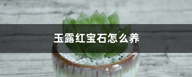 玉露红宝石怎么养 玉露红宝石怎么养