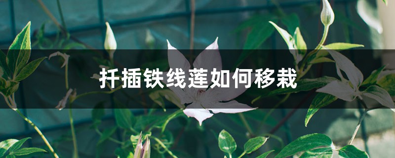 扦插铁线莲如何移栽 扦插铁线莲如何移栽