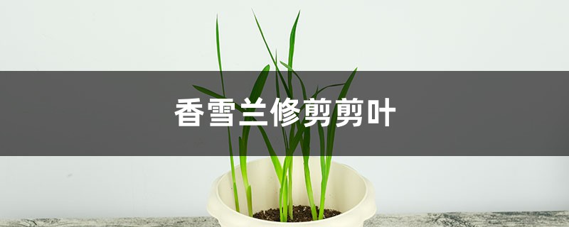 香雪兰如何修剪 香雪兰如何修剪