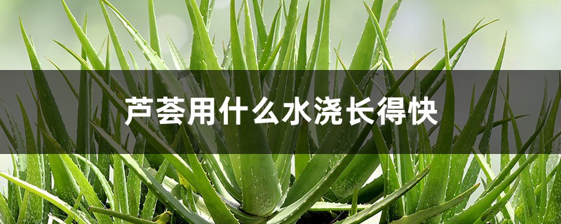 芦荟用什么水浇长得快 芦荟用什么水浇长得快