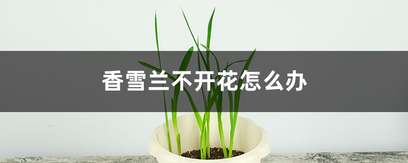 香雪兰不开花是什么原因 香雪兰不开花是什么原因