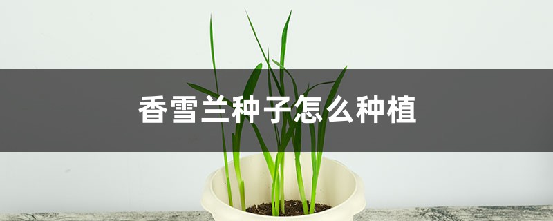 香雪兰种子怎么种植 香雪兰种子怎么种植
