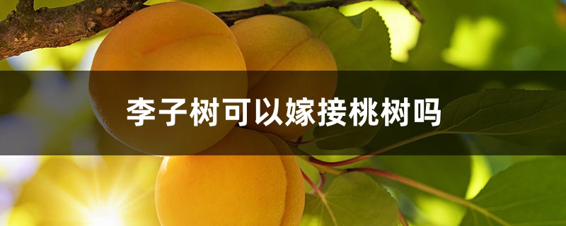 李子树可以嫁接桃树吗 李子树可以嫁接桃树吗