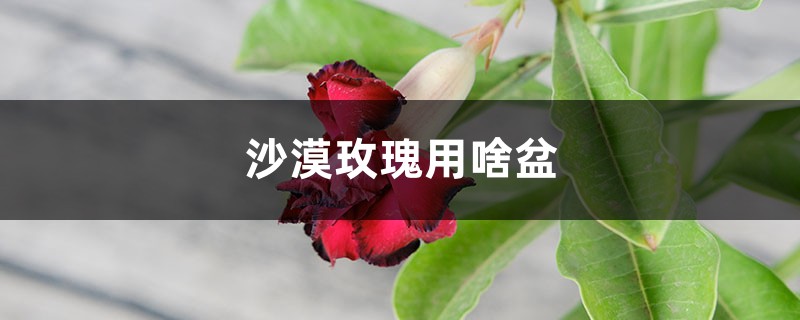 沙漠玫瑰用啥盆 沙漠玫瑰用啥盆