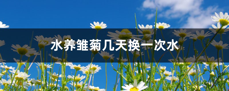 水养雏菊几天换一次水 水养雏菊几天换一次水