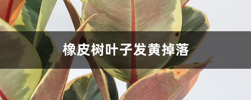 橡皮树叶子发黄掉落怎么办 橡皮树叶子发黄掉落怎么办