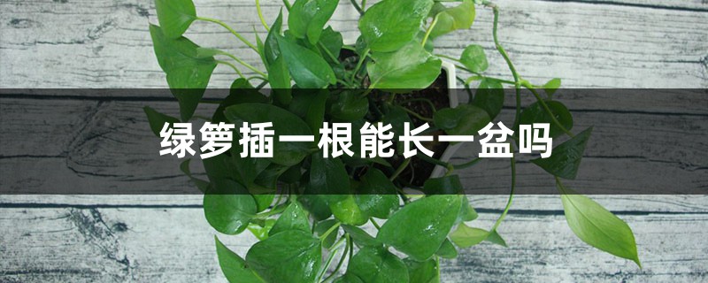 绿萝插一根能长一盆吗 绿萝插一根能长一盆吗