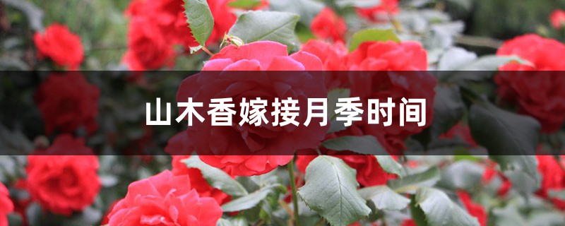 山木香嫁接月季时间 山木香嫁接月季时间