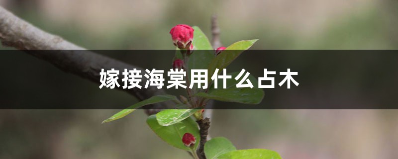 嫁接海棠用什么砧木 嫁接海棠用什么砧木