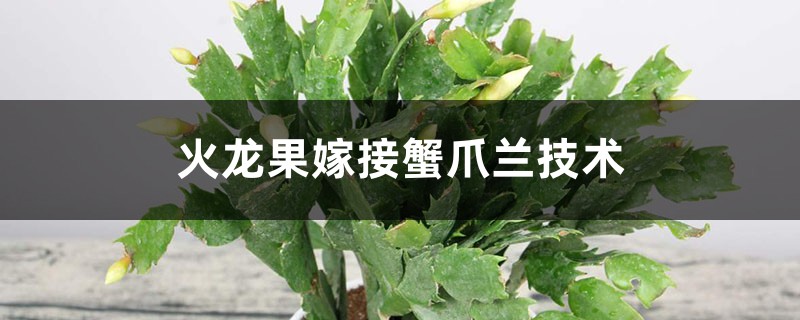 火龙果嫁接蟹爪兰技术 火龙果嫁接蟹爪兰技术
