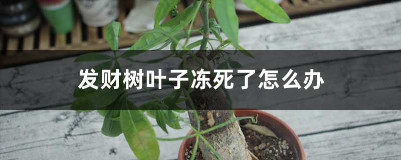 发财树叶子冻死了怎么办 发财树叶子冻死了怎么办