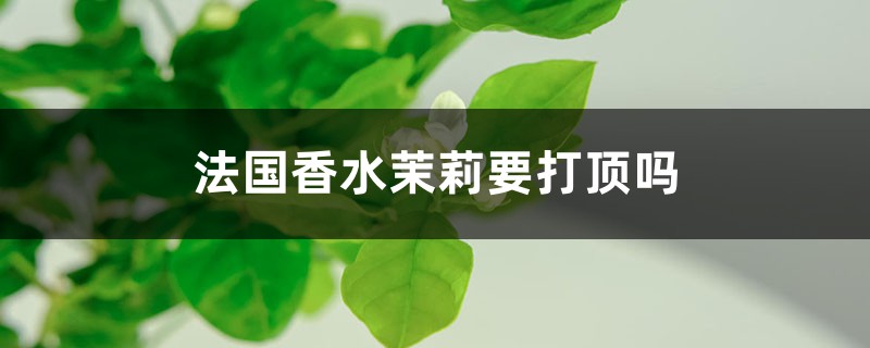 法国香水茉莉要打顶吗 法国香水茉莉要打顶吗