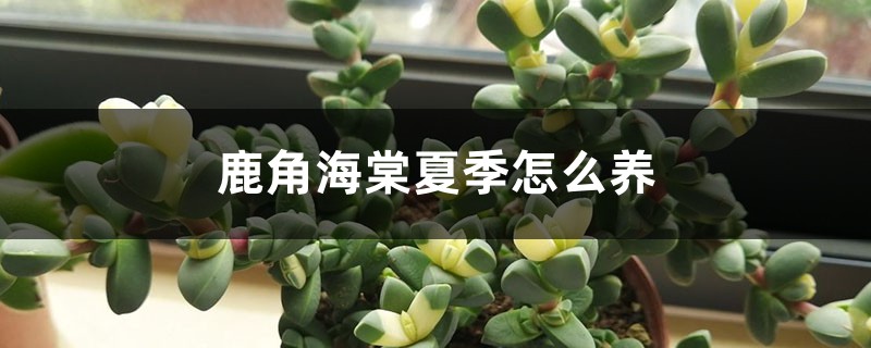鹿角海棠夏季怎么养 鹿角海棠夏季怎么养