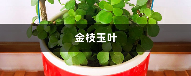 金枝玉叶养的总掉叶?用这1个方法,枝条繁密长更旺! 金枝玉叶养的总掉叶?用这1个方法,枝条繁密长更旺!