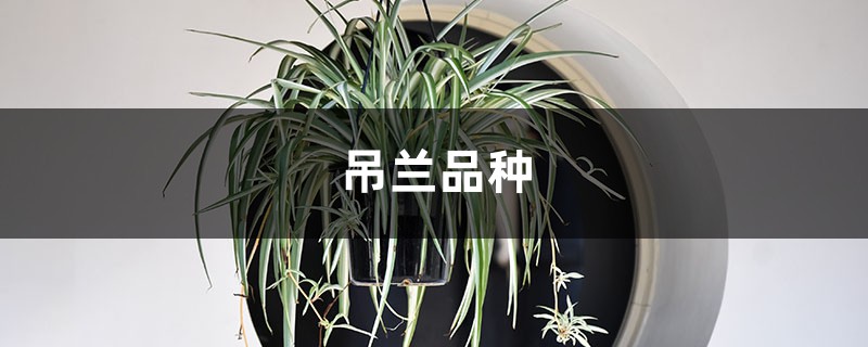 吊兰品种 吊兰品种