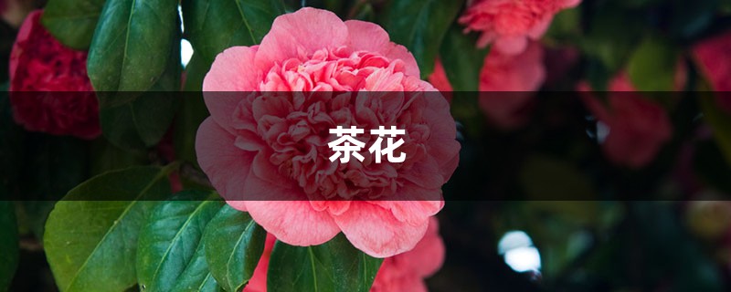 入秋这样养茶花,朵朵压满枝,开花红艳艳! 入秋这样养茶花,朵朵压满枝,开花红艳艳!