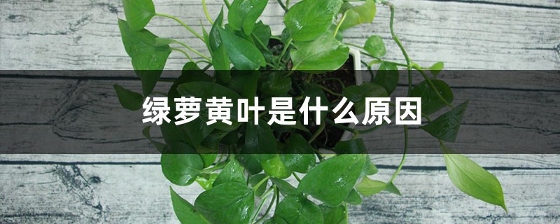 绿萝“黄叶”别着急,2、3粒黄豆埋土里,几天就能现生机! 绿萝“黄叶”别着急,2、3粒黄豆埋土里,几天就能现生机!