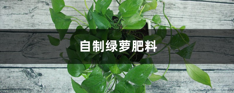用“果皮”做肥水,绿萝喝了直拔高,叶子油绿亮堂堂! 用“果皮”做肥水,绿萝喝了直拔高,叶子油绿亮堂堂!