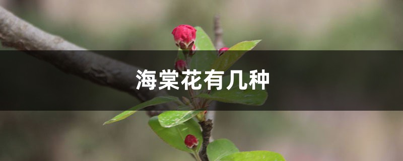 海棠花有几种,什么品种海棠最好 海棠花有几种,什么品种海棠最好