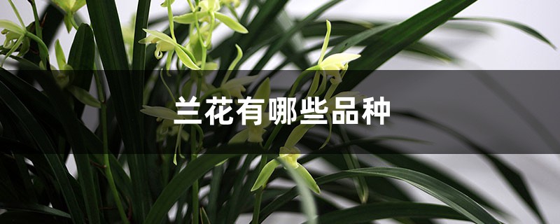 兰花品种大全 兰花品种大全