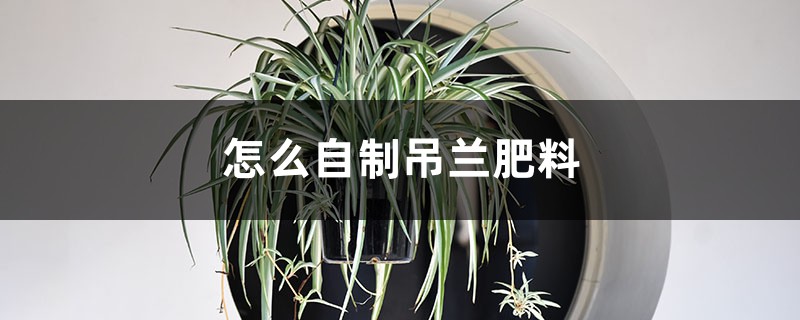 吊兰最爱这种“肥”,喂上几粒,黄叶干尖都没有,嫩芽突突冒! 吊兰最爱这种“肥”,喂上几粒,黄叶干尖都没有,嫩芽突突冒!
