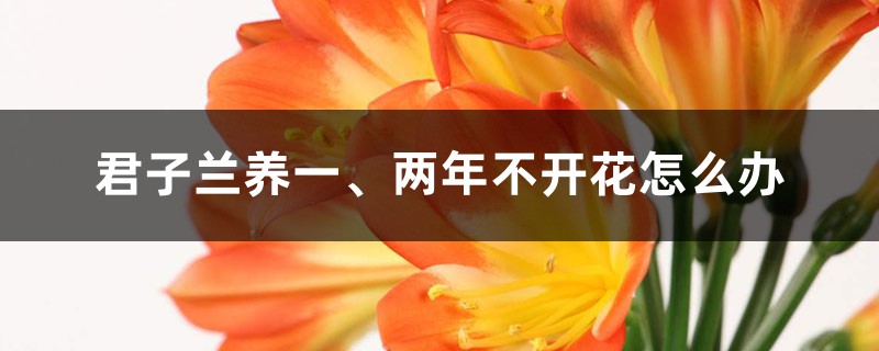 君子兰养一、两年不开花?教你2招,2个月长出花芽,不夹箭! 君子兰养一、两年不开花?教你2招,2个月长出花芽,不夹箭!