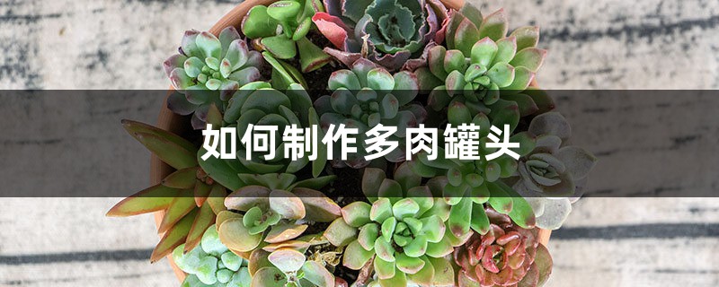 她用罐头盒,建了个多肉杂货铺,走进来就不想离开了! 她用罐头盒,建了个多肉杂货铺,走进来就不想离开了!