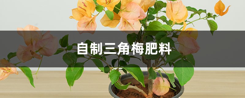 养“三角梅”,就用这“3种”天然肥,挖洞埋土里效果好! 养“三角梅”,就用这“3种”天然肥,挖洞埋土里效果好!
