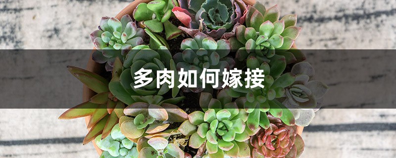 多肉能嫁接!一根杆长出5个品种,2分钟成老桩! 多肉能嫁接!一根杆长出5个品种,2分钟成老桩!