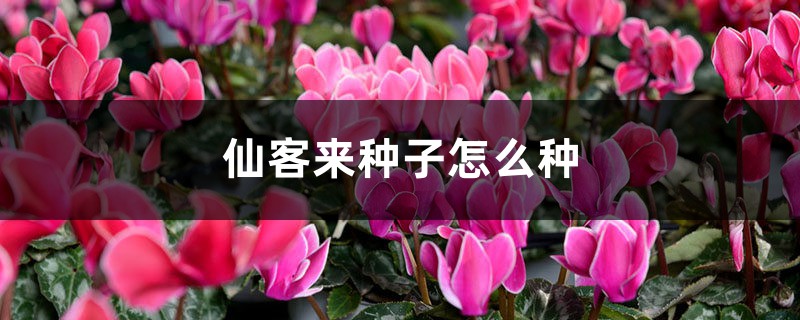 长寿仙客来···1棵能结3000粒种子,撒土里冒一大片苗! 长寿仙客来···1棵能结3000粒种子,撒土里冒一大片苗!