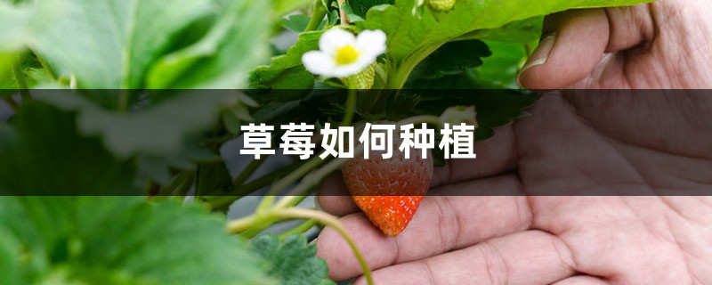 草莓表面刮点皮,扔土里蹭蹭冒芽,结出100个果子! 草莓表面刮点皮,扔土里蹭蹭冒芽,结出100个果子!