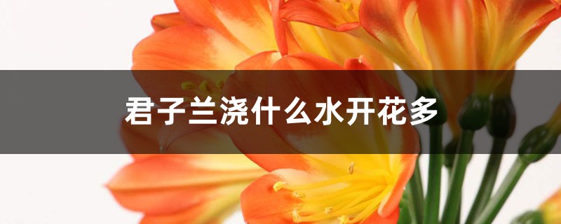 君子兰用这“2种”水浇,15天来一次,根壮实开花多! 君子兰用这“2种”水浇,15天来一次,根壮实开花多!