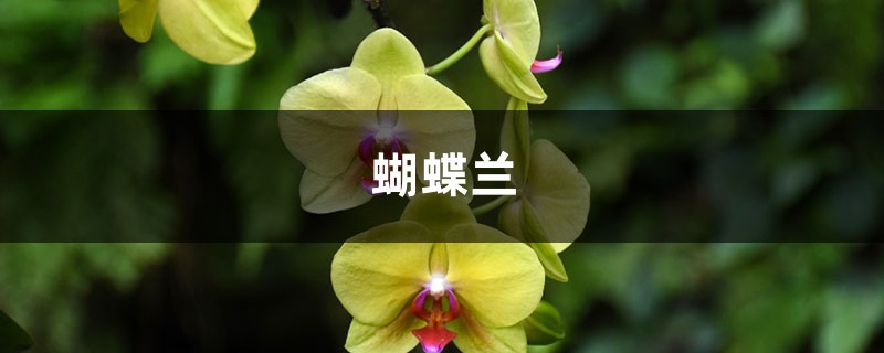 家里养盆“蝴蝶兰”,开的花赛得过牡丹,过年过节最应景! 家里养盆“蝴蝶兰”,开的花赛得过牡丹,过年过节最应景!