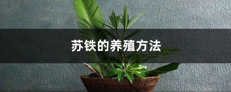 苏铁的养殖方法和注意事项大全 苏铁的养殖方法和注意事项大全