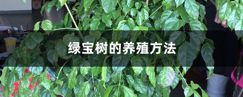 绿宝树的养殖方法和注意事项大全 绿宝树的养殖方法和注意事项大全