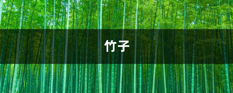 这3种“竹子”最适合在家养,棵棵枝条翠绿,叶子茂密,旺运! 这3种“竹子”最适合在家养,棵棵枝条翠绿,叶子茂密,旺运!