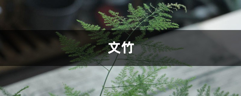 15年的文竹养成精,疯长20米,爬满整面墙! 15年的文竹养成精,疯长20米,爬满整面墙!