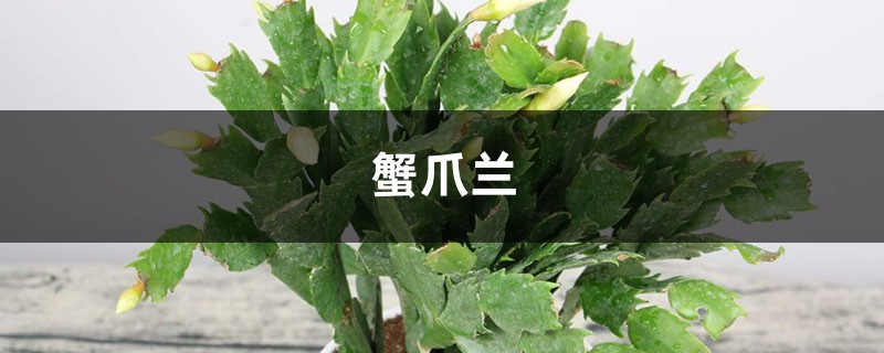 你养的绿萝蟹爪兰,竟然还有这种寓意…… 你养的绿萝蟹爪兰,竟然还有这种寓意……